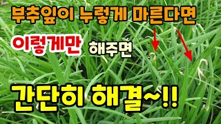 부추잎이 마른다면 이렇게 해주면 파릇파릇한 부추 수확합니다 부추칼슘붕산부족 추비방법