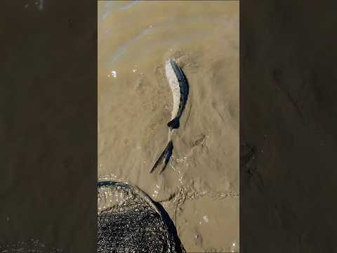 Rive  fishing #shorts #fishing #riverfishing