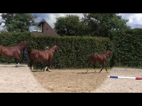 Balou de Rouet x Ritual X Furioso Hengstfohlen