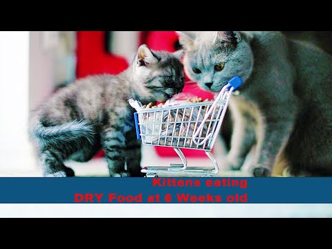 Kittens eating DRY Food at 6 Weeks old