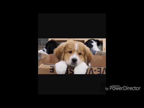 A Dog's Purpose - Music Photos (it will make you cry)