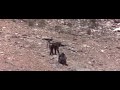 Monkeys Are Playing