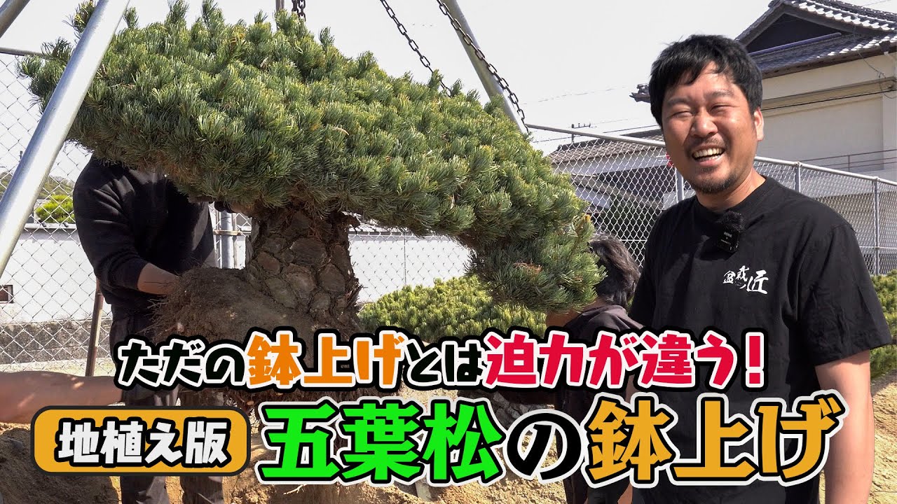 盆栽 希少激レア！鬼才関野正作 五葉松 NO1、NO2 黒松の葉透かしと