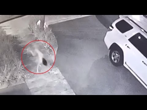 THE DOG GIRL / VIRAL VIDEO