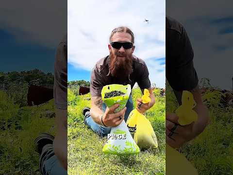 Le piège à mouches qui nourrit ses poules gratuitement