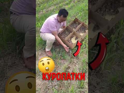 🐦 Зачем куропаток выпускают в сад? #животные #природа #фермерство