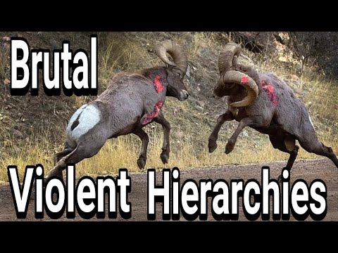 Bighorn Rams Head Butting