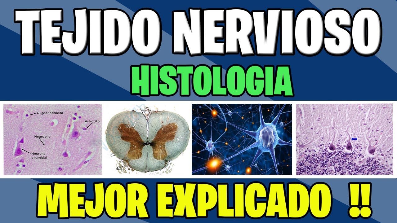 TEJIDO NERVIOSO COMPLETO | Histologia