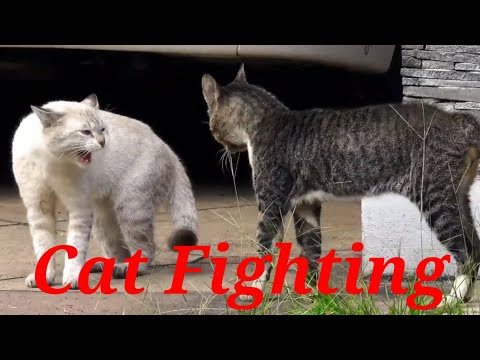 Cats Fighting - Cats Meowing Very Loudly (Very Angry Cats).
