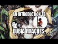 Dubia Roach Care Guide amp Colony Introduc