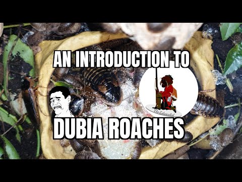 Dubia Roach Care Guide & Colony Introduction