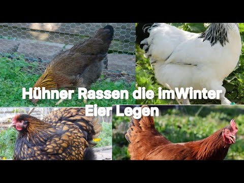 Die besten 7 Hühner Rassen die im Winter Eier Legen