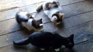preview picture of video 'New Litter of Kittens 2009'