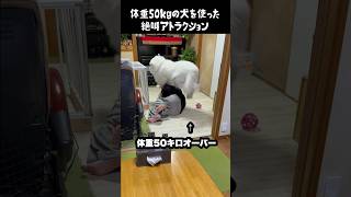 愛犬を使った絶叫アトラクション　#greatpyrenees #犬のいる生活 #大型犬のいる生活 #大型犬 #大型犬と暮らす #グレートピレニーズ #愛犬 #癒し #ゴールデンレトリバー