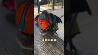 Video preview image #1 American Pit Bull Terrier-Labrador Retriever Mix Puppy For Sale in Chandler, AZ, USA