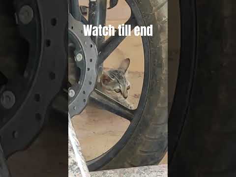 #cats #manasilaayo #cute #rajinikanth #trendingshorts #trendingreels #bestcat