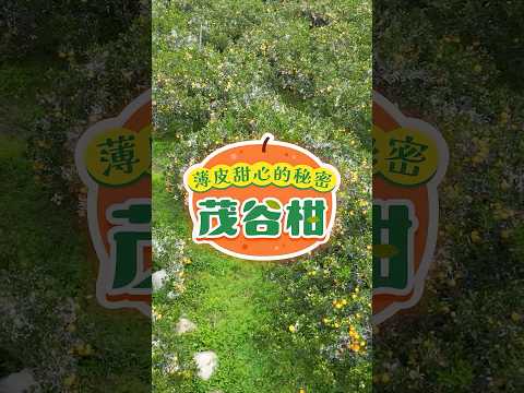 薄皮甜心的秘密：茂谷柑-保存