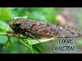 Coorg Ringtone Coorg Kodagu Madikeri Ringtone Music Song Status Shorts