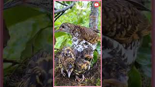 Download lagu Sarang burung anis sisik dialam bebas mp3 Download lagu Sarang burung anis sisik dialam bebas mp3