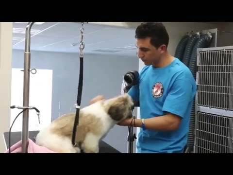 Troy's stay and Play v 4