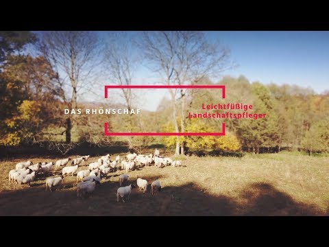 Wollige Landschaftspfleger in der Rhön - die Rhönschafe | #HessenÜberrascht