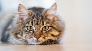 Carole King - You&#39;ve Got A Friend  [HD]