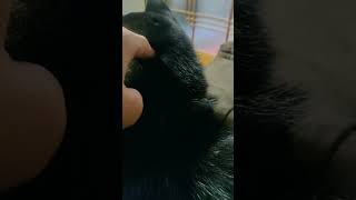 穴ほげ #暴れ祝は親分気分