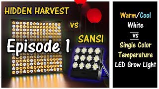 Hidden Harvest vs Sansi | Single vs Mixed Color Temperature Grow Light | EP.1