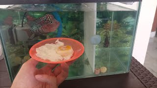#FishCare Give Fried Eggs 😋 #LouhanFish