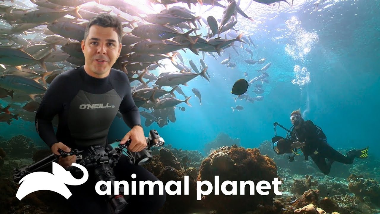 Recifes: a incrível batalha por mais espaço entre seres vivos | Vida no Azul | Animal Planet Brasil