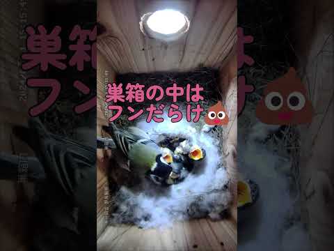 何色が鳥を怖がらせて遠ざけます 庭が引き付ける