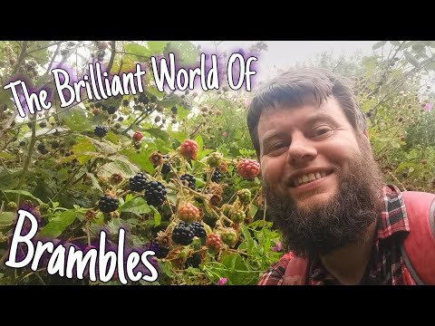 The Benefits Of Blackberries, Food, Medicine & Mythology 🌍