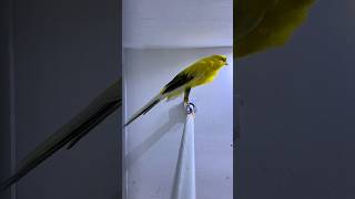 Download lagu Viral kenari Rasmi panjang 22 cm #kenari #kenarirasmi #ternakkenari mp3 Download lagu Viral kenari Rasmi panjang 22 cm #kenari #kenarirasmi #ternakkenari mp3