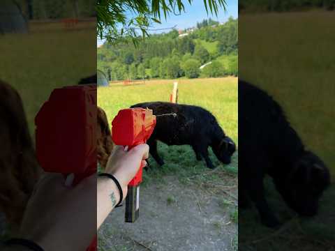 Why do cows need a water gun?😱🔫💥 #agriculture #cattle #tricks #summer #insects