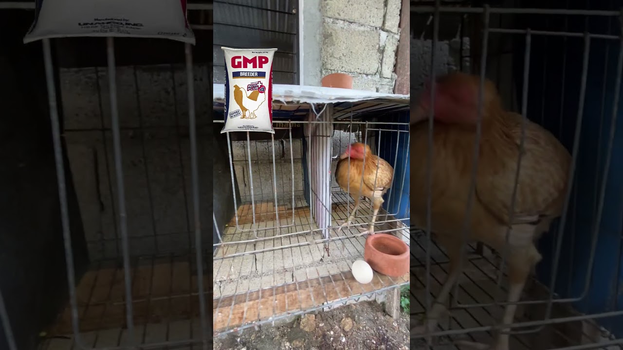 BREEDERS PELLET GMP 4 NA! BACKYARD LEVEL!