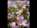 Devatha Neeve Na Devatha Neeve Romantic Song From Bhayya Telugu Movie