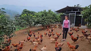 Make a playground for chickens to run and jump.  Free-range chicken farm. ( Ep 234 )