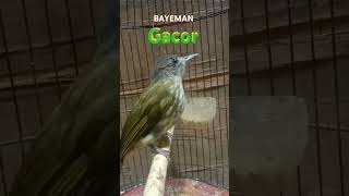 Download lagu Bayeman gacor #birds #burungkicaumania #kicaumania #burung #kicau mp3