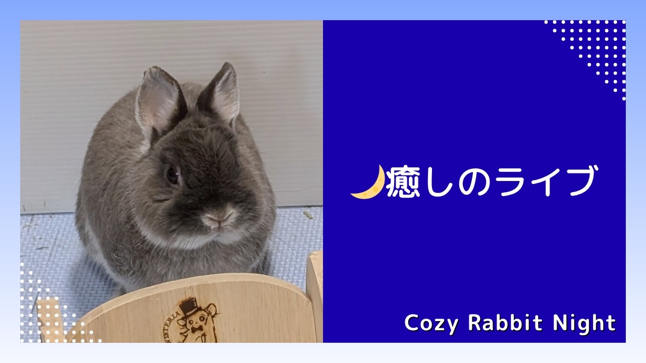 ねむねむうさぎの夜 🐇癒しのうさぎライブ｜Cozy Rabbit Night