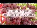 Как сохранить черенки винограда до весны?