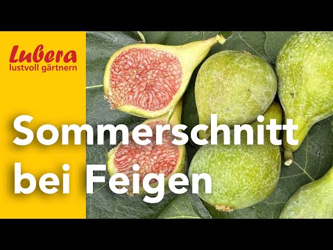 Summer pruning of figs: Finally ripe autumn figs through summer pruning