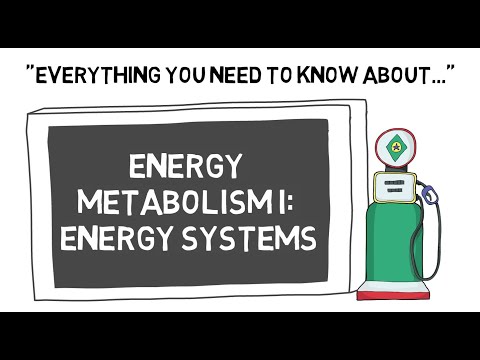 Energy Metabolism I Energy Systems | Sport Science Hub: Physiology Fundamentals | No Music