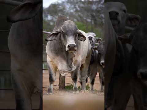 Imponente ejemplar de JD HUDGINS