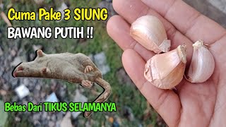 Download lagu CUMA PAKAI BAWANG PUTIH,RUMAH BEBAS DARI TIKUS SELAMANYA,CARA MENGUSIR TIKUS PALING AMPUH mp3