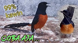 Download lagu Buktikan,Pancingan Pendongkrak Birahi Paling Cepat Bikin Murai Lain Emosi & Kawin|Suara Murai Kawin mp3