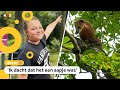 Nina-Marie (11) ontdekte een rode neusbeer in een boom