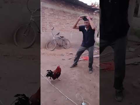 y en tu rancho como agarran los gallos