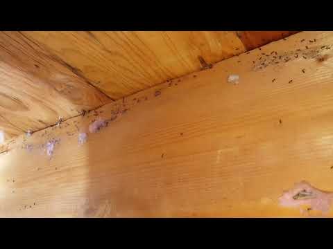 Odorous House Ants Infest Home in Rumson, NJ
