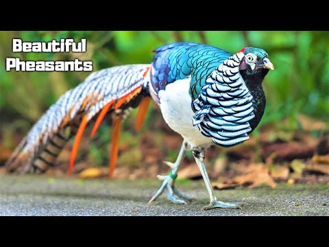 10 Most Beautiful Pheasants on Planet Earth