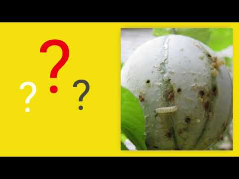 Melon Fly Trapper / Bactrocera Cucurbita Pheromone